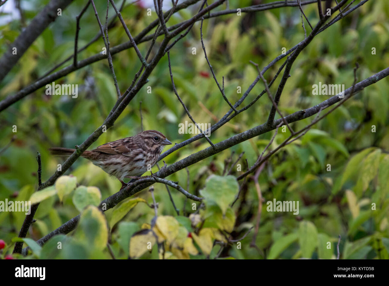 Song sparrow (Melospiza melodia) im Cedar Bog, Natur bewahren Stockfoto