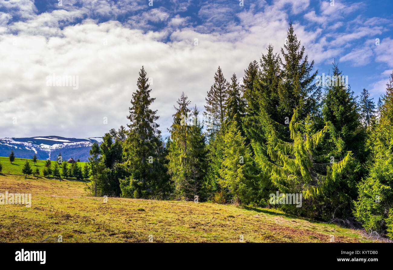 Fichtenwald unter dem bewölkten Himmel. schöne Natur Landschaft am Fuße der Borschawa Bergrücken im Frühling Stockfoto