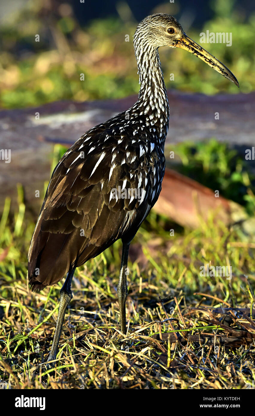 Die limpkin (Aramus guarauna), Portrait im Sonnenaufgang. Kuba Stockfoto