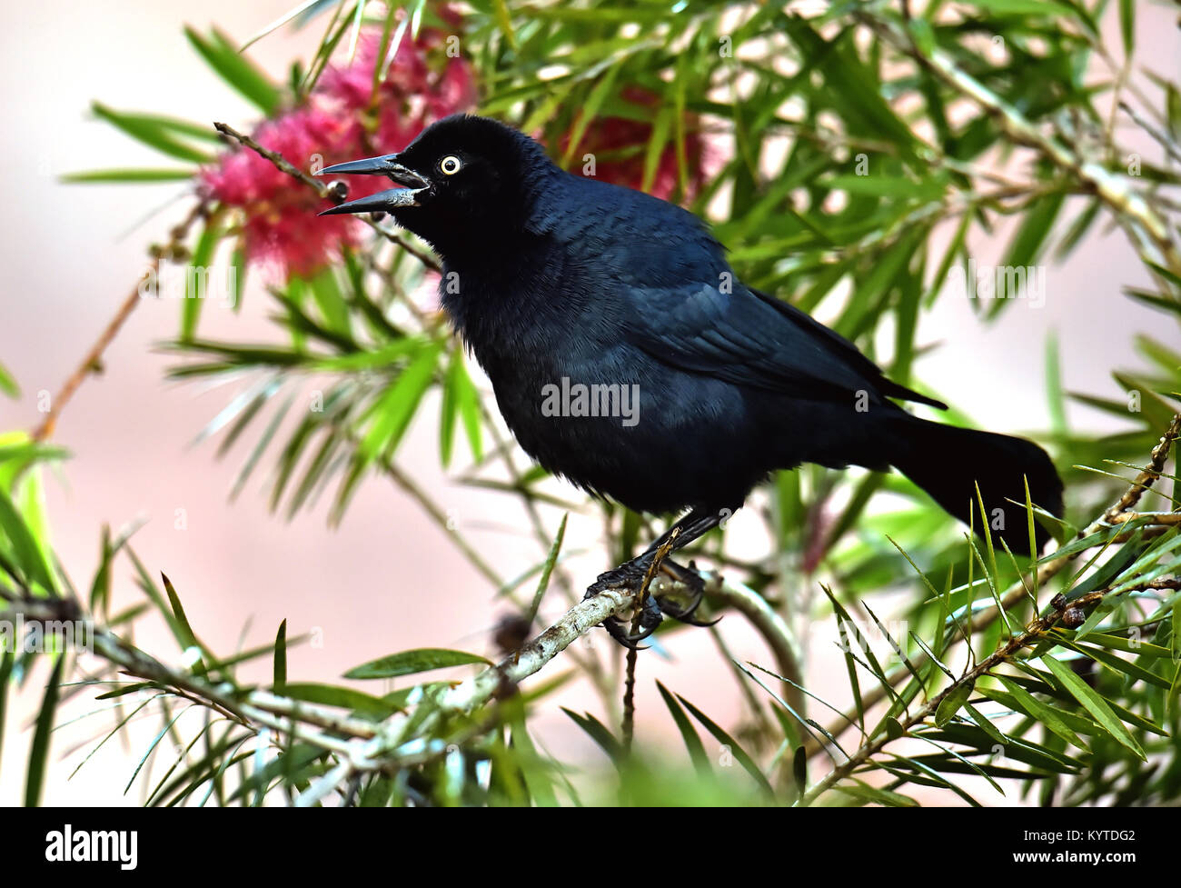 Der Greater Antillean grackle (Quiscalus niger) auf Niederlassung in La Boca, Republik Kuba im März gehockt Stockfoto