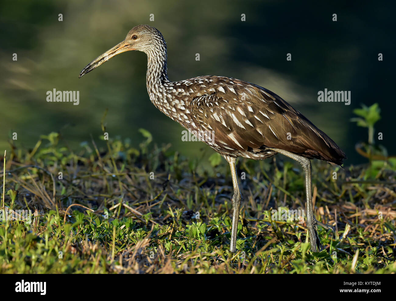 Die limpkin (Aramus guarauna), Portrait im Sonnenaufgang. Kuba Stockfoto