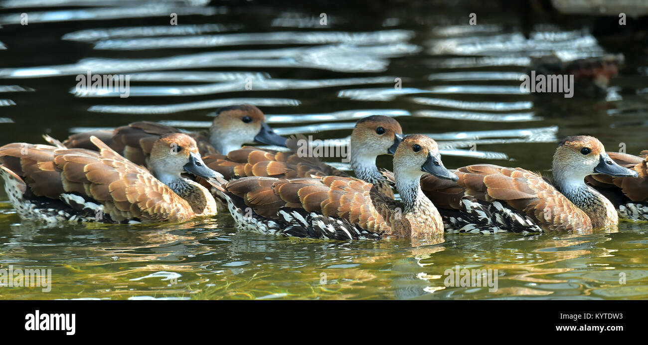 Schwimmen Kubanischen oder West Indian Pfeifen Ente (dendrocygna arborea) Stockfoto