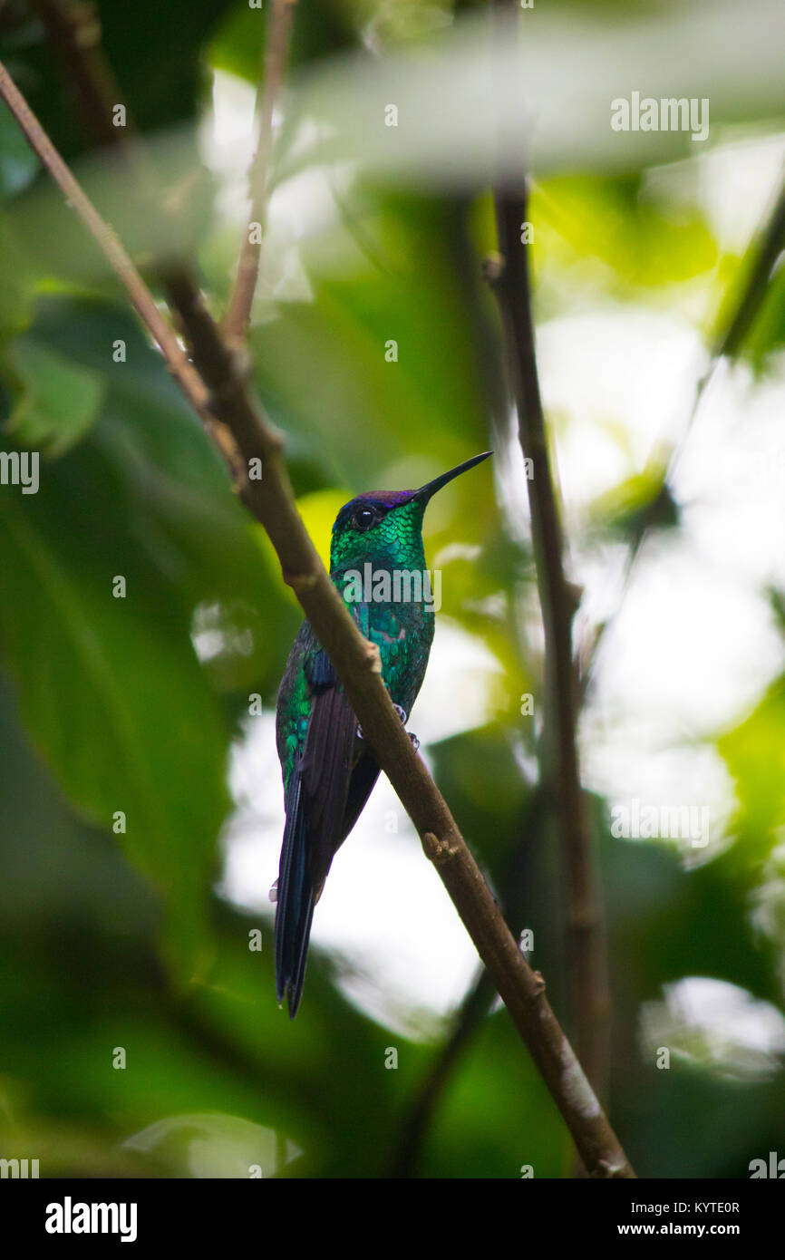 Violett-capped Woodnymph Kolibri auf einem Zweig Stockfoto