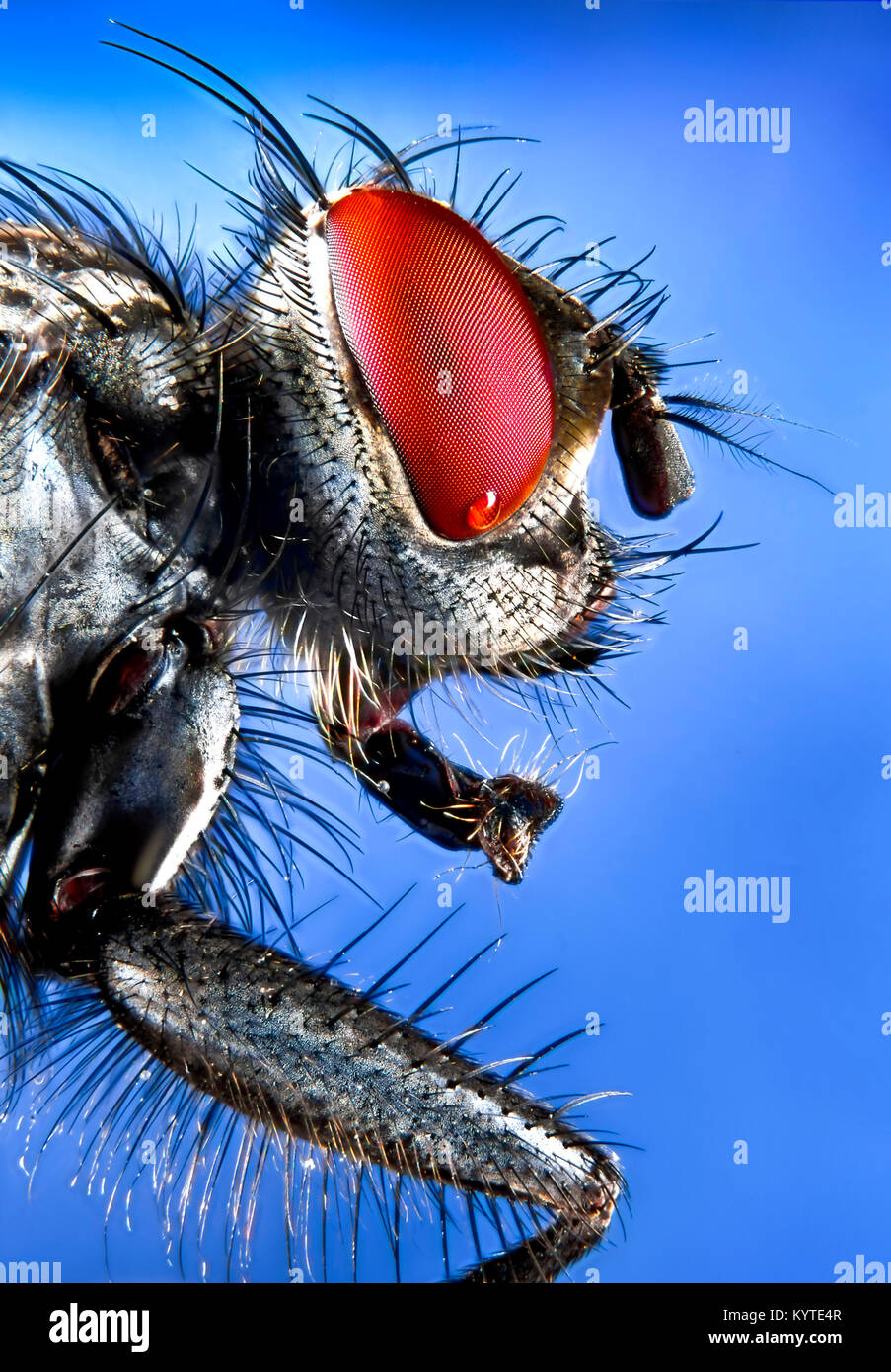 Fleisch Seitenansicht Detaillierung der Verbindung Auge, Antenne, Kopf und Vorderbein in ultra-close-up mit einem großen Tiefenschärfe Fliegen. Stockfoto