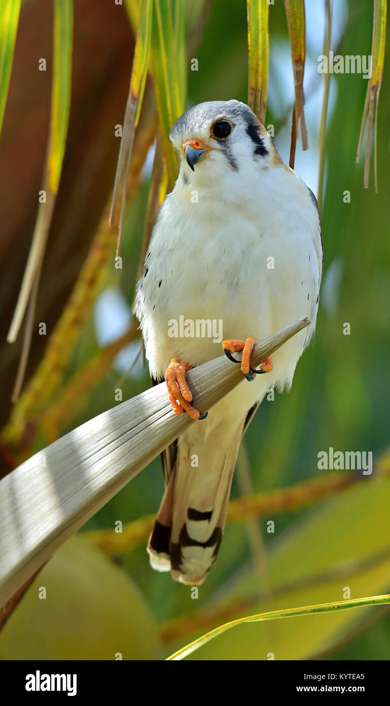 Amerikanische Turmfalke (Falco sparverius sparveroides) (Licht Morph) auf dem Palm. Camaguey, der Republik Kuba Stockfoto