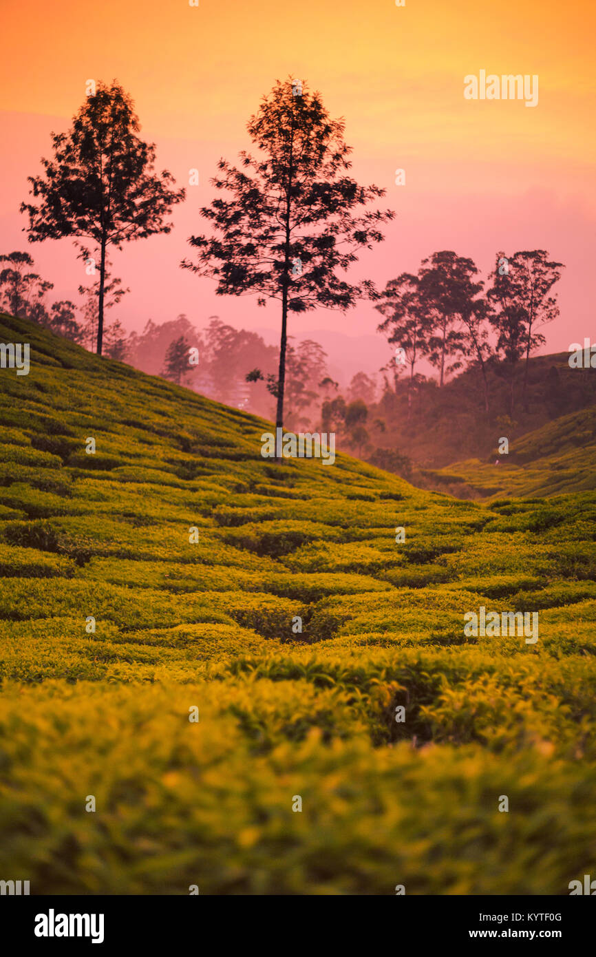 Schönen Teeplantagen bei Munnar, Kerala, Indien bei Sonnenuntergang/Dämmerung. Lebendige Farben und bunten, Landwirtschaft, Kultur, Hügel, Silhouette von Bäumen Stockfoto