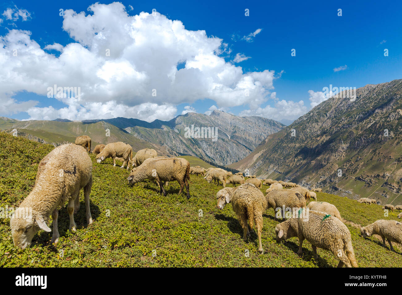 Schafe auf grünen Weide in Kaschmir Region der Großen Seen, Sonamarg. Schöne Wanderungen vor Ort in Indien Stockfoto