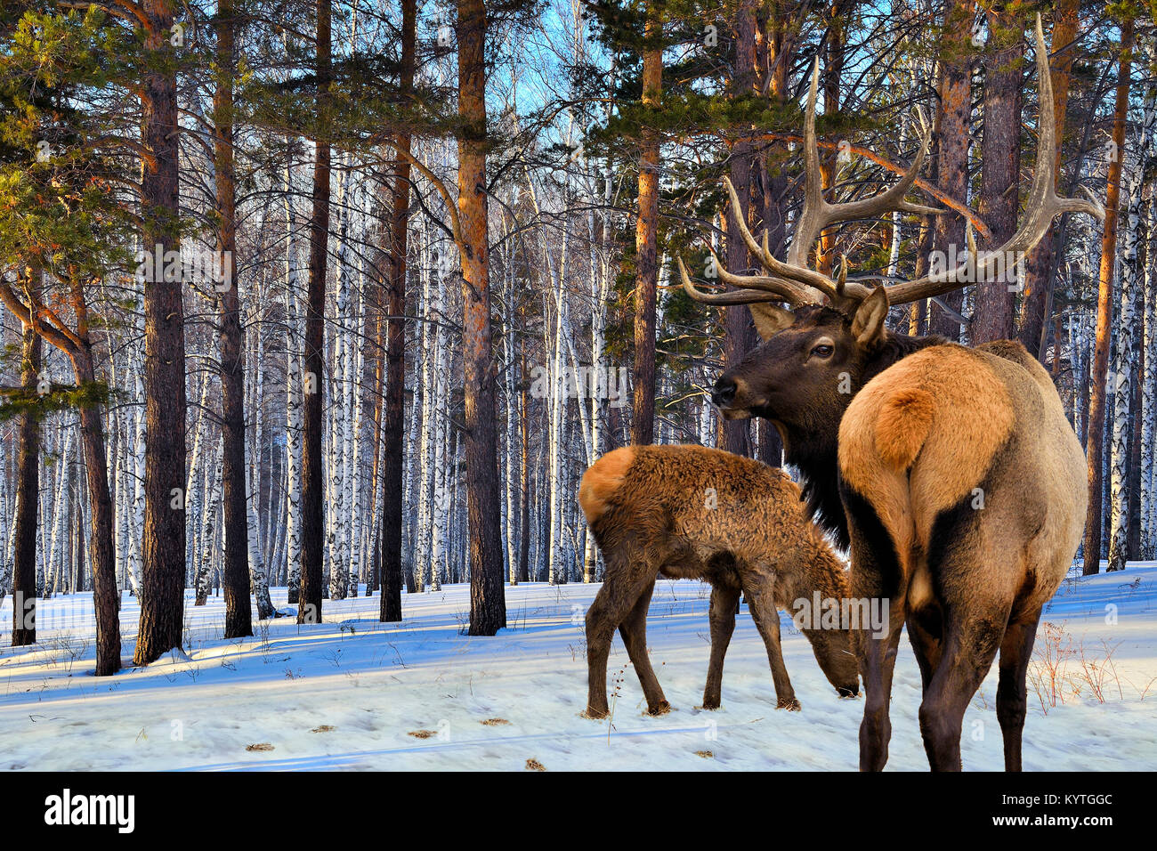 Erwachsene und einen kleinen Hirsche im Winter Wald an einem sonnigen Tag Stockfoto