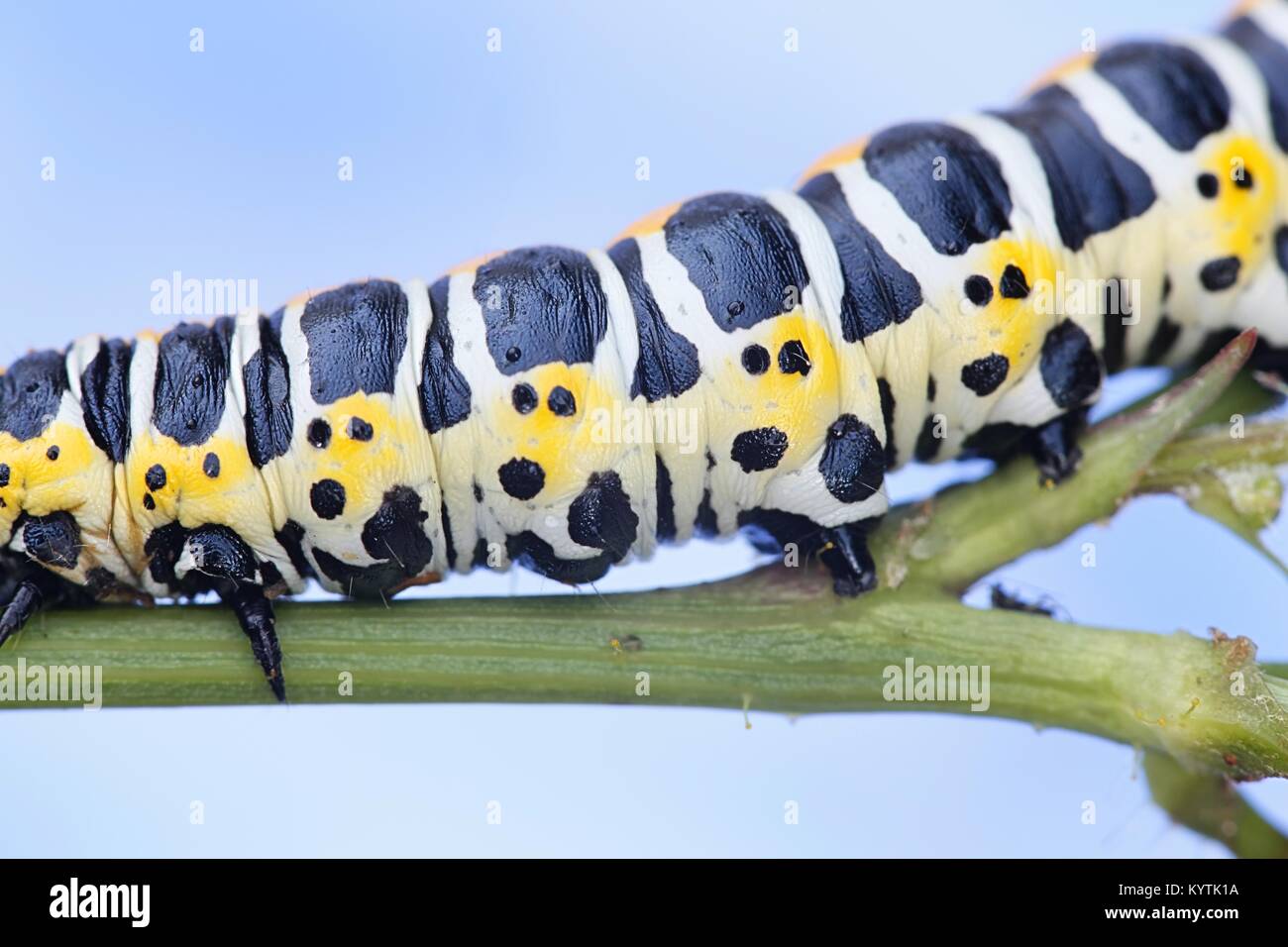 Kopfsalat shark Motte Caterpillar, Cucullia lactucae Stockfoto