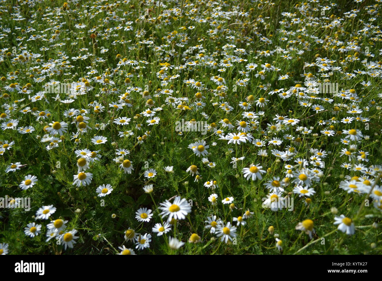 Bereich der Daisy wie Blumen Stockfoto