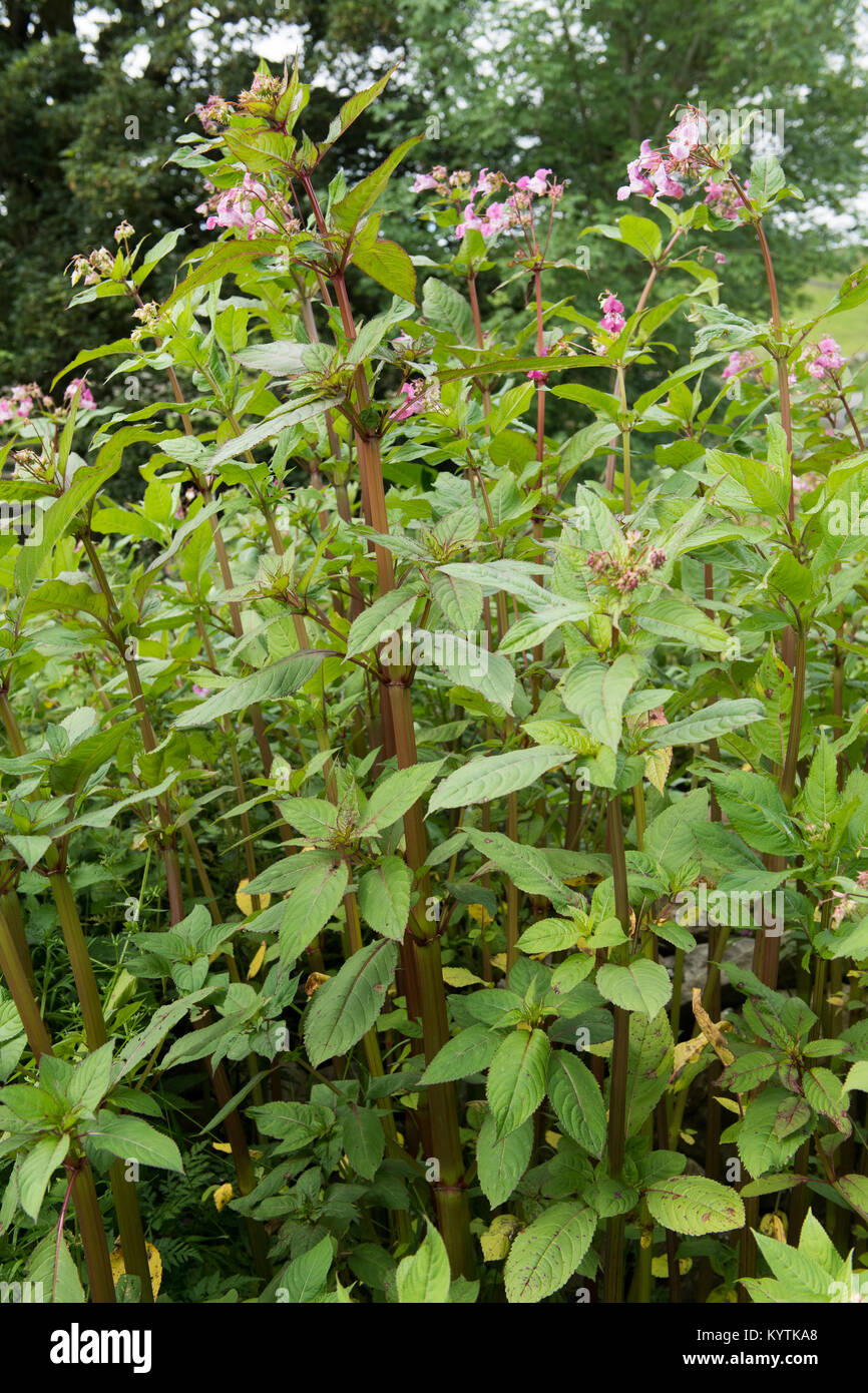 Rosa blühendes unkraut -Fotos und -Bildmaterial in hoher Auflösung – Alamy