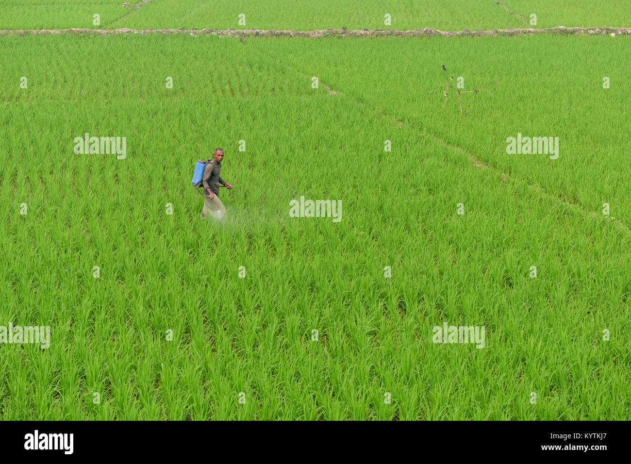 BOGRA, BANGLADESCH - 28. FEBRUAR 2017: Ein Landwirt aus Bangladesch sprays Insektengift auf Reisfeld Pflanzen von Insekten in Bogra, Bangladesch zu schützen. Ric Stockfoto