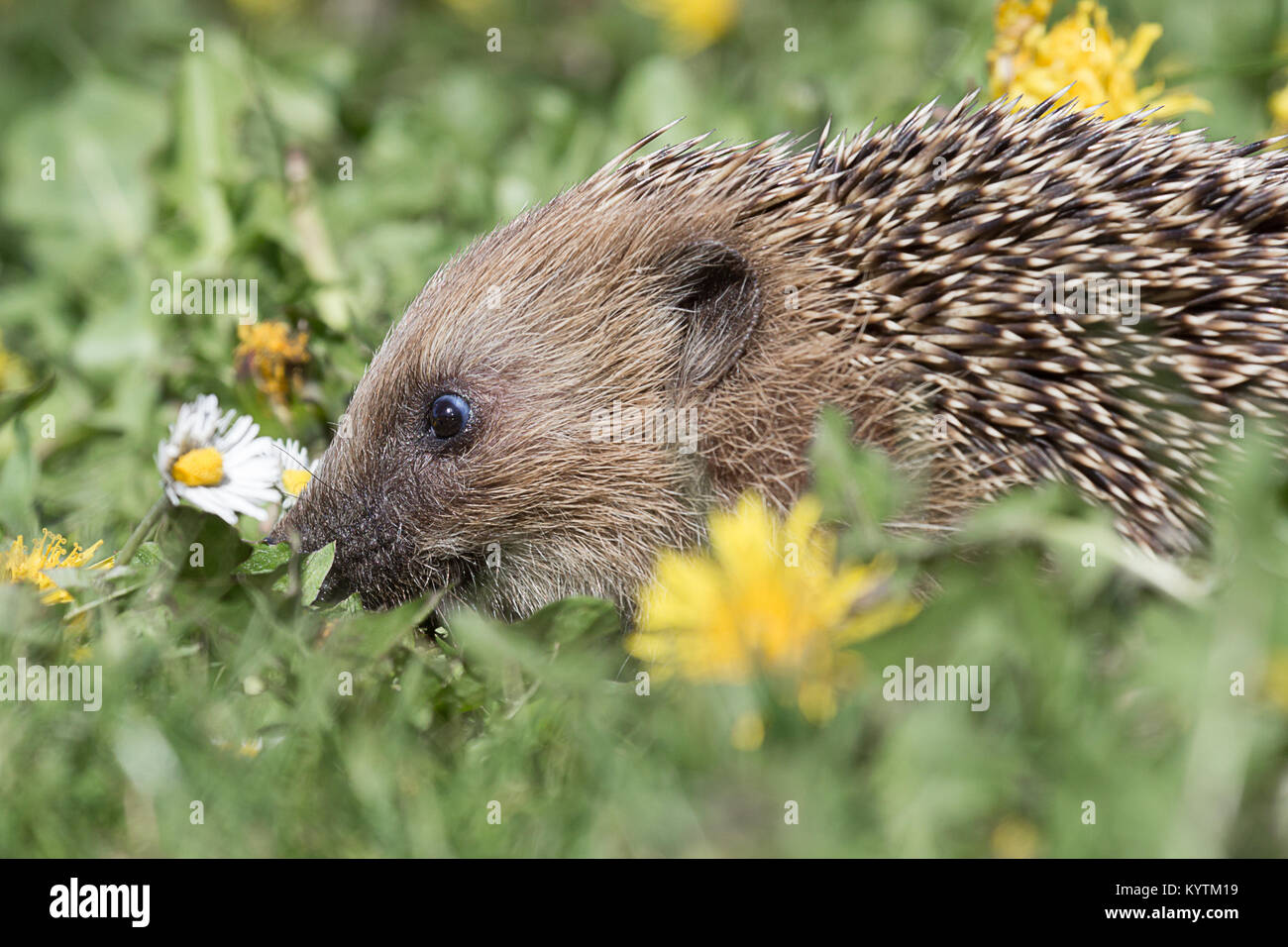 Eine enge Seite Profil ansehen Bild einer jungen Igel Verwurzelung im Gras zwischen den Blumen auf der Suche nach Essen Stockfoto