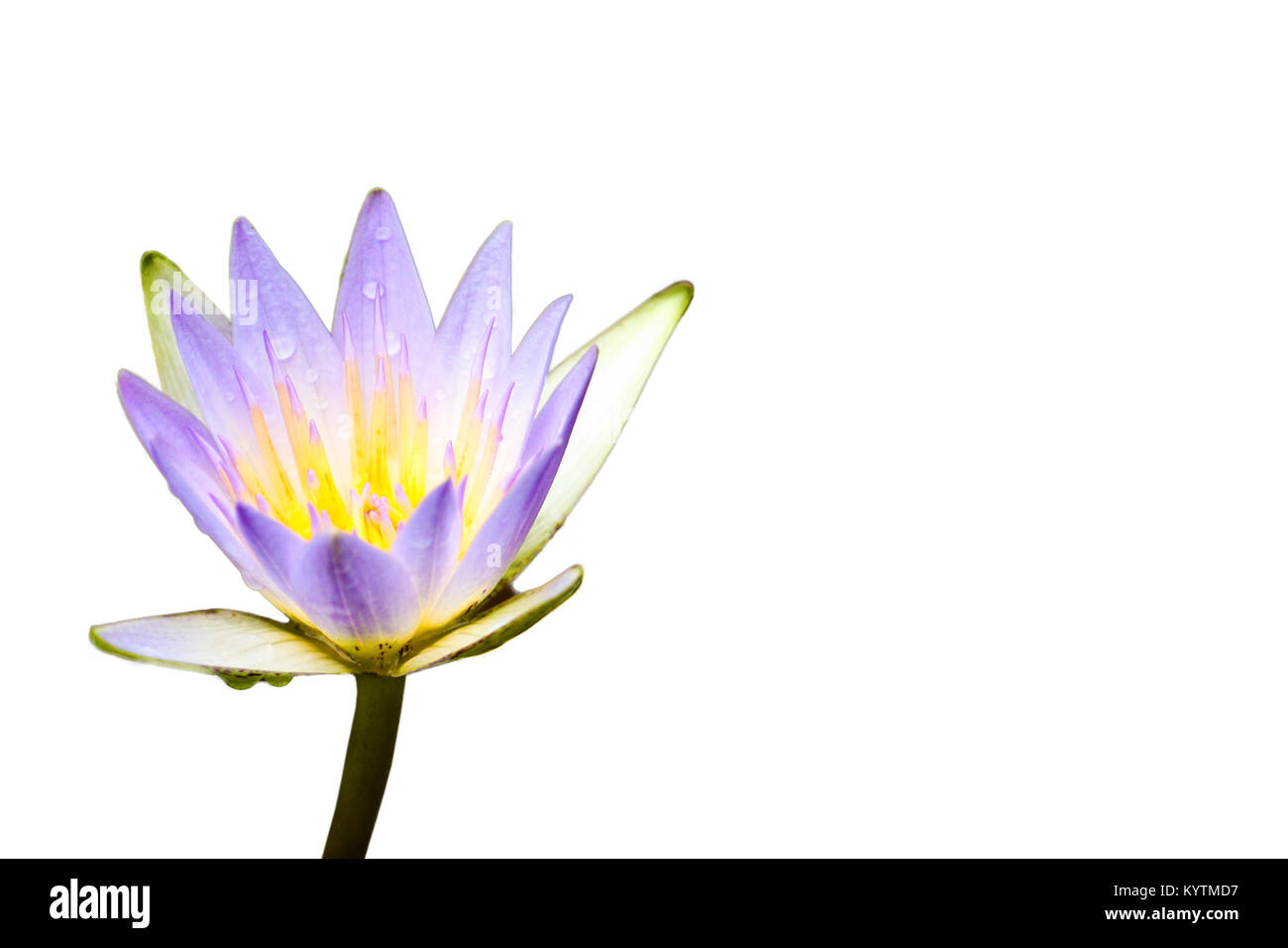Lila Lotus Blume oder seerose von Wassertröpfchen fallen nach dem Regen und isoliert auf eine nahtlose weißen Hintergrund. Stockfoto