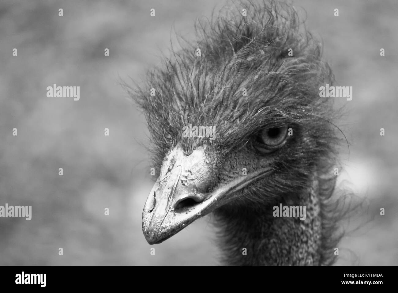Emu (Dromaius novaehollandiae) Kopf und Hals Porträt in die Kamera starrt. Foto in Schwarz und Weiß und der Hintergrund unscharf. Stockfoto
