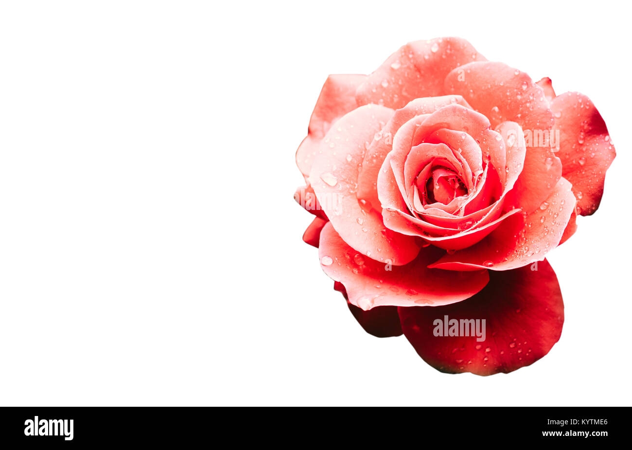 Rot Rosa Rose nach dem regen Detail mit mehreren Wassertropfen mit einem dramatischen natürliches Licht Beleuchtung auf eine nahtlose weißem Hintergrund. Stockfoto