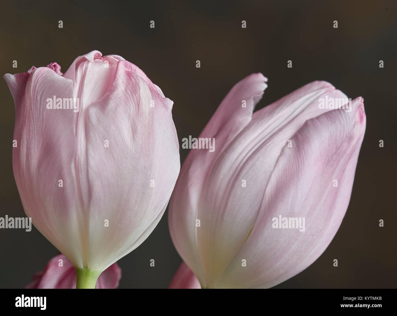 Rosa Tulpen (Studio Aufnahmen) Stockfoto