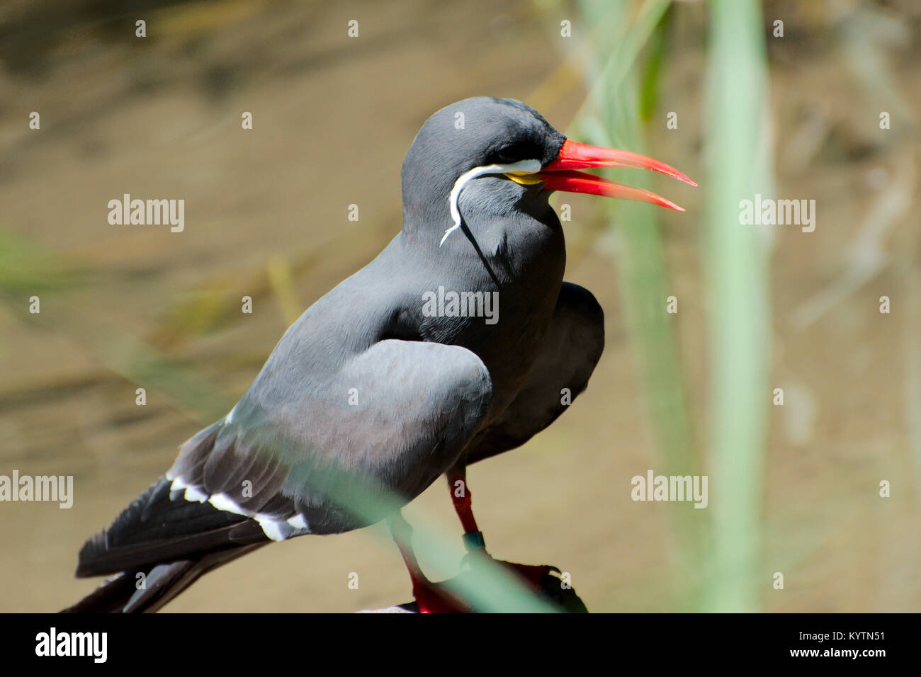 Single Vogel im Sommer Stockfoto