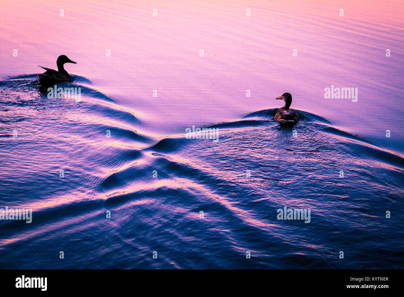 Zwei Enten schwimmen auf einem violetten See-UK, Auge Grün Natur finden. Schwimmen Nebeneinander in Form eines Herzens auf See mit einem violetten Farbton. Stockfoto