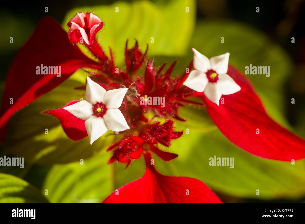 Detail von Mussaenda erythrophylla Blume, die gemeinhin als Ashanti Blut, tropischen Hartriegel und Red Flag Bush, Kenia, Ostafrika Stockfoto