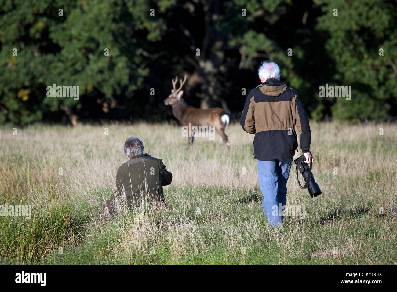 Tierfotografen / Natur Fotograf nähert sich Sika deer/Spotted Deer/Japanische Hirsch (Cervus Nippon) Hirsch im Herbst Wald Stockfoto