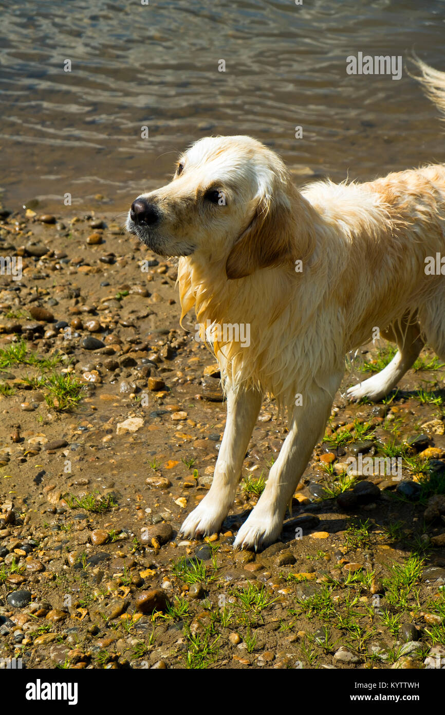 Ein Gehorsamer junge Golden Retriever Hunde wartet am Ufer des Flusses für einen Stock geworfen zu werden. Stockfoto