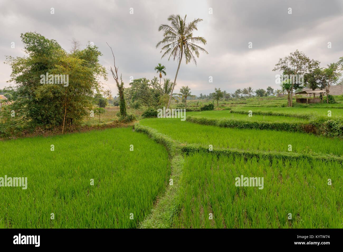 Einfache Reisterrassen von Tete Batu, mt Rinjani, Lombok mit Palm Tree konzentrieren. Stockfoto