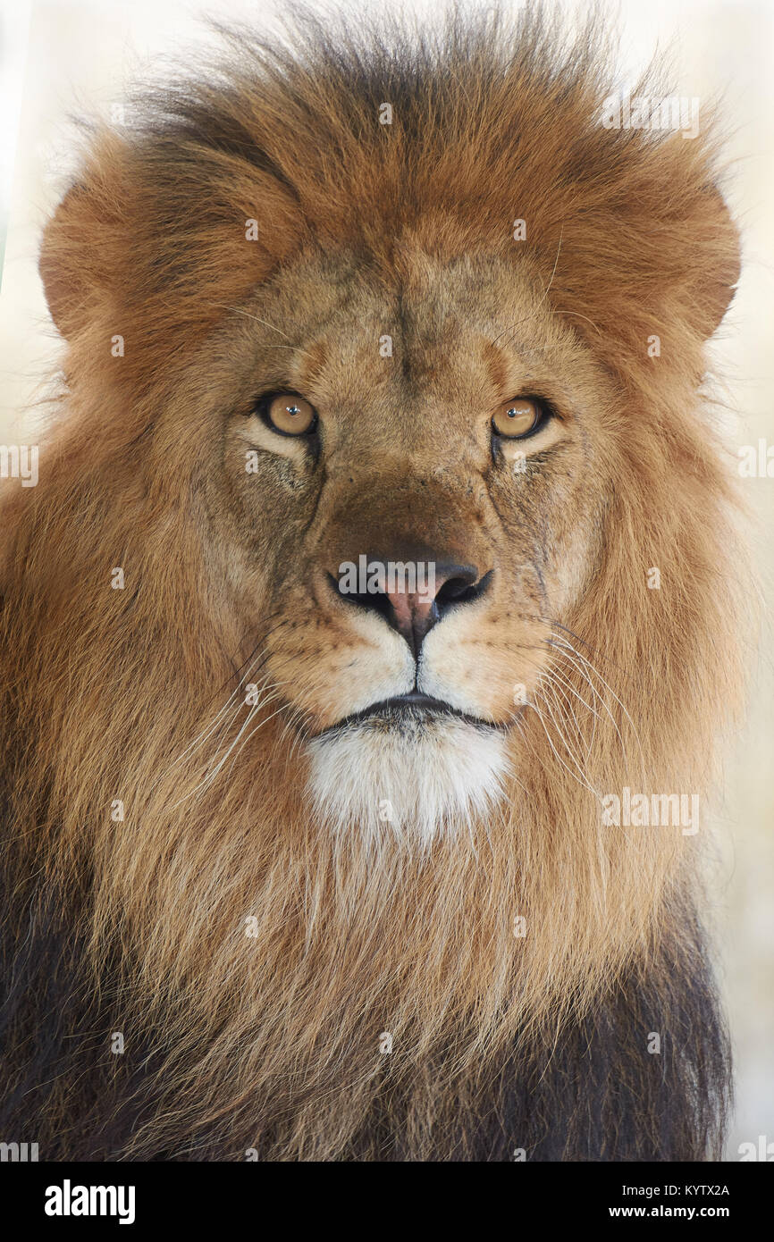 Closeup Portrait der männliche Löwe isoliert auf weißem Stockfoto