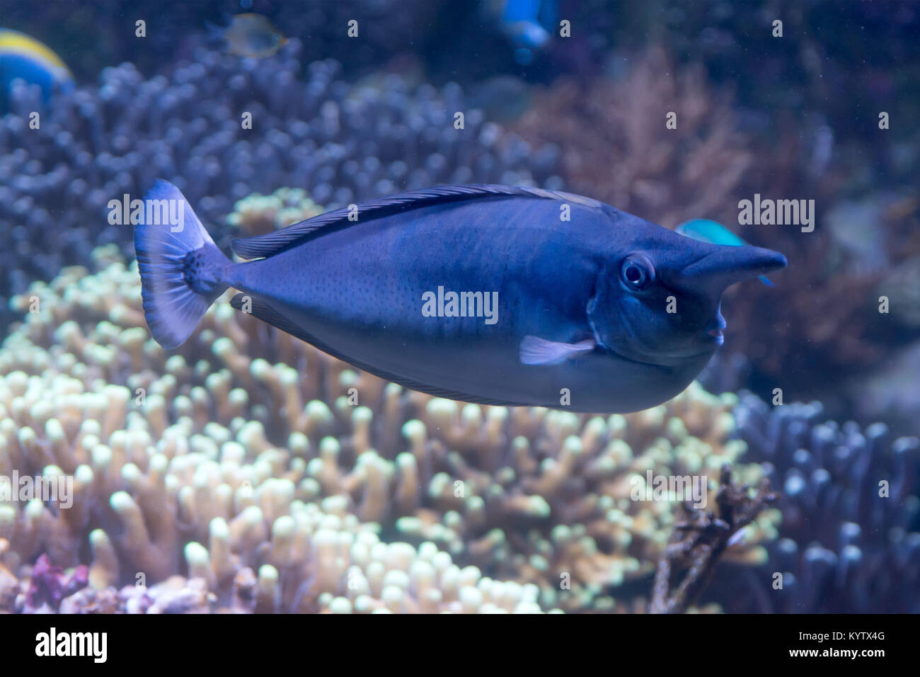 Tropische kurze Nase blau Nasendoktorfisch naso brevirostris Schwimmen im Meer Stockfoto