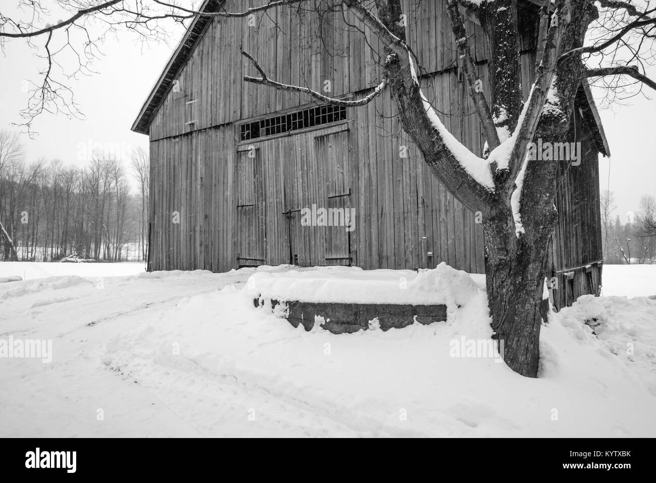 Eine klassische Old New England Holz gerahmt Scheune in den Ätna, New-Hampshire mitten im Winter Schnee Sturm. Stockfoto