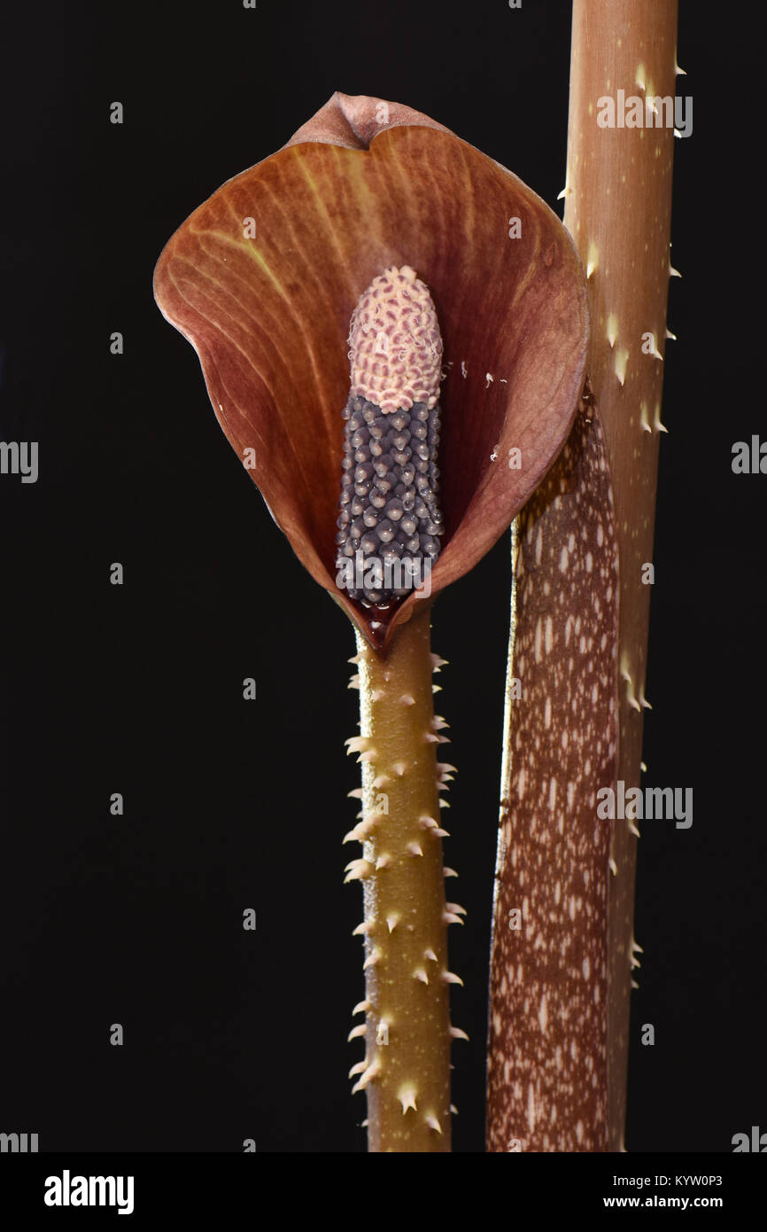 Anchomanes Difformis Stockfotos und bilder Kaufen Alamy