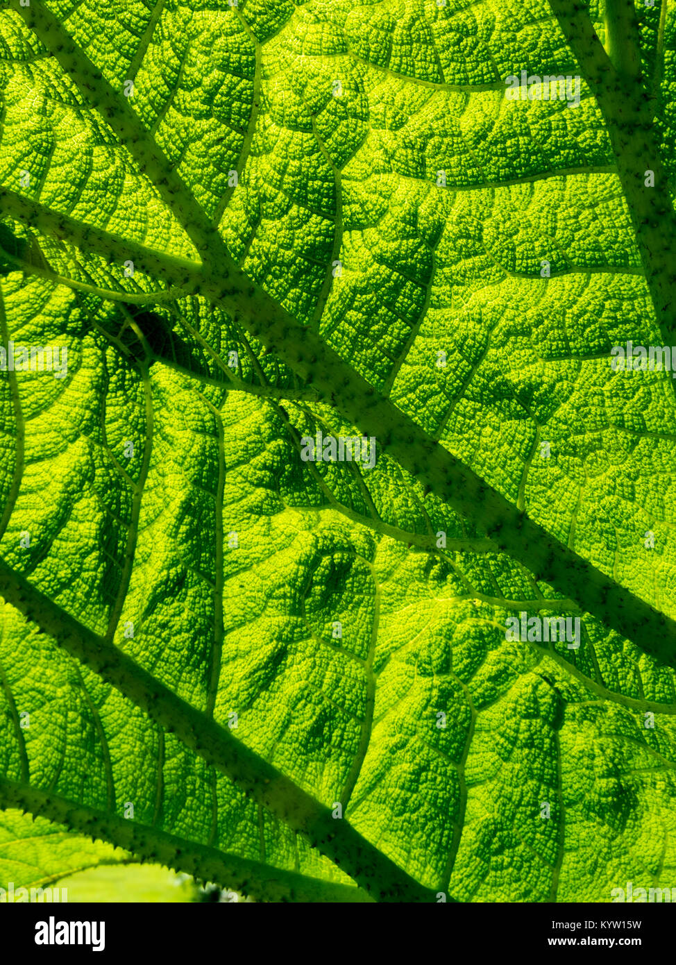 Gunnera Blatt full frame Hintergrund Textur Stockfoto