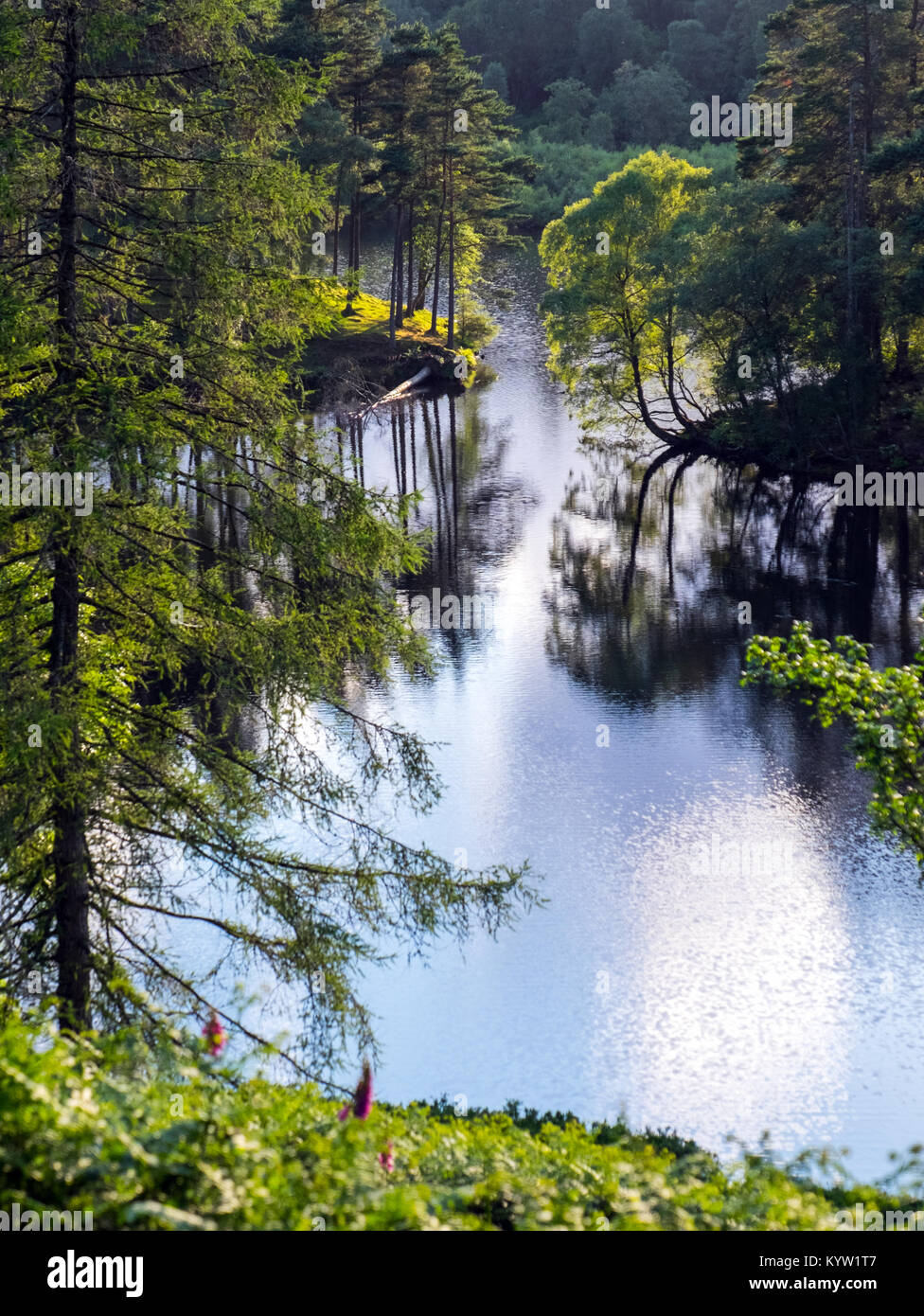 Tarn Hows, Beauty Spot in der Nähe von Coniston im Lake District National Park ist ein malerisches Mix aus Wald und Wasser Stockfoto