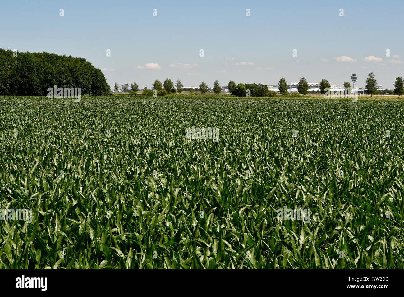 Feld, Flughafen, Sat-Gebäude, Gras, Unkraut, Flughafen München, Satelliten, Terminal, Terminal 1, Tower, Flughafen München, Erding, Freising, München Stockfoto