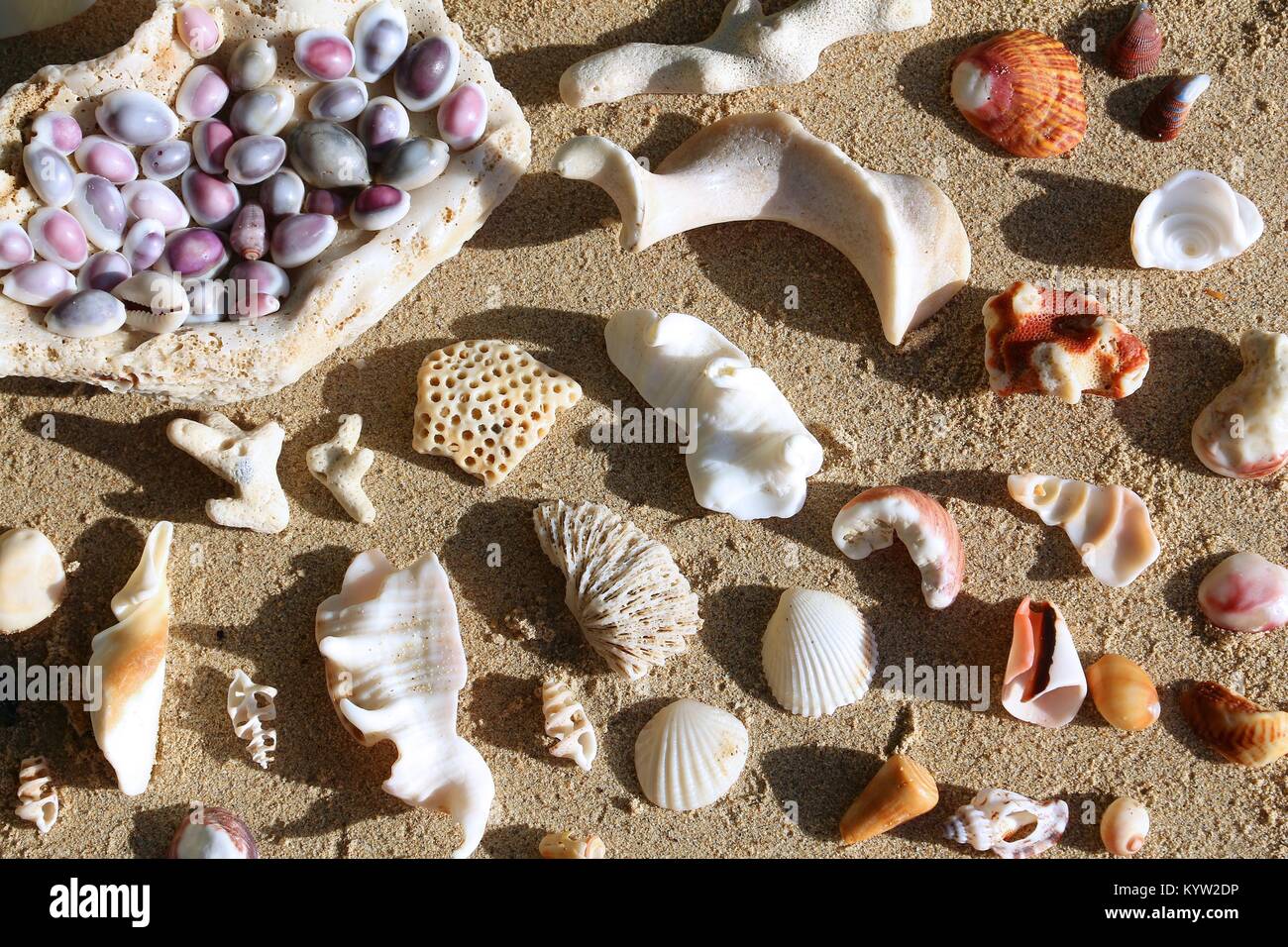 Beach treasure Collection auf den Philippinen - kaurischnecken, Muscheln, Korallenstücke und bunte Steine. Stockfoto