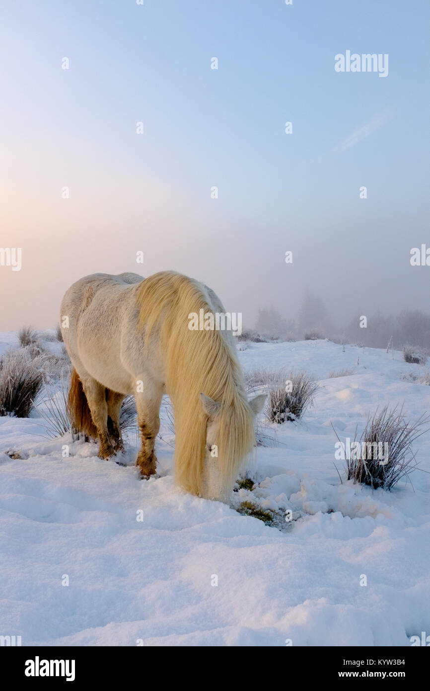 Highland pony gemächlich im Schnee am Gairlochy Lochaber Schottland Stockfoto