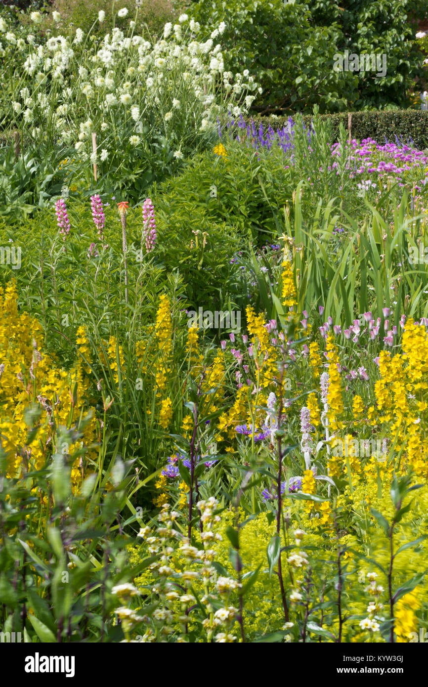 Herbacious Pflanzen Stockfoto