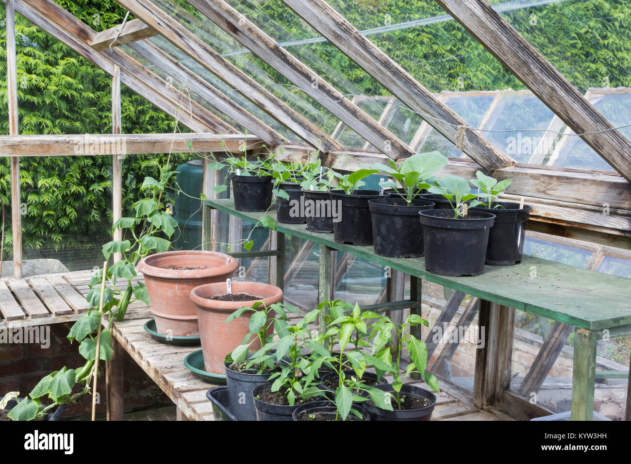 Gewächshaus-Interieur Stockfoto