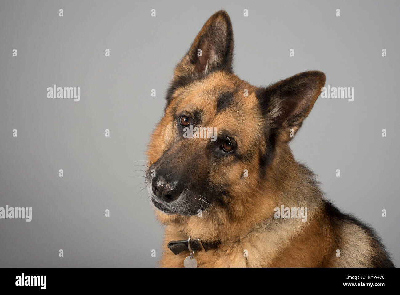 Porträt eines Schäferhundes in Großbritannien. Stockfoto