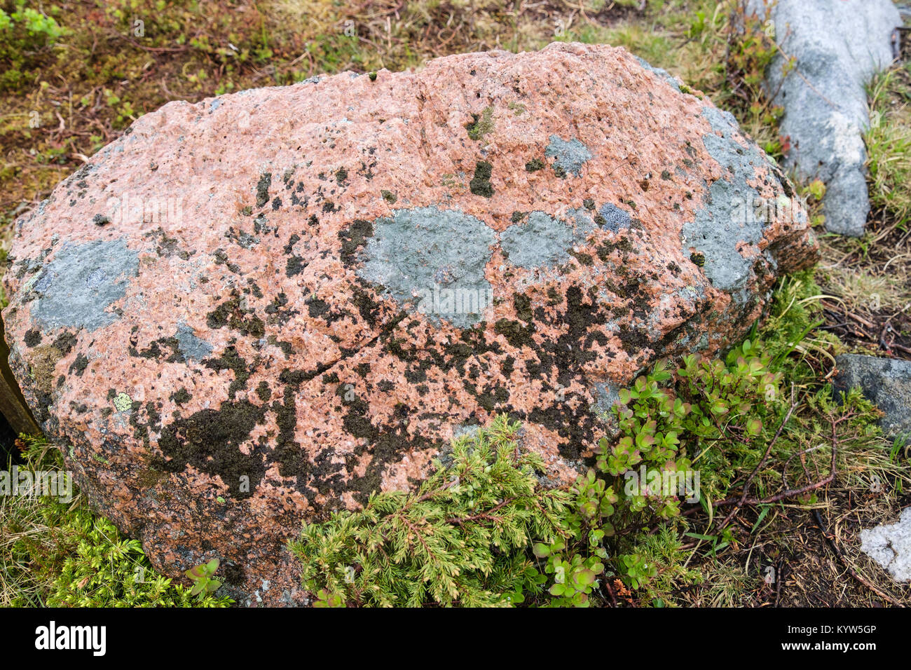Felsen aus rotem Granit Boulder mit coral Flechten in Trollfjell Geopark wurde während der Eiszeit auf der Insel Vega, Norwegen hinterlegt Stockfoto