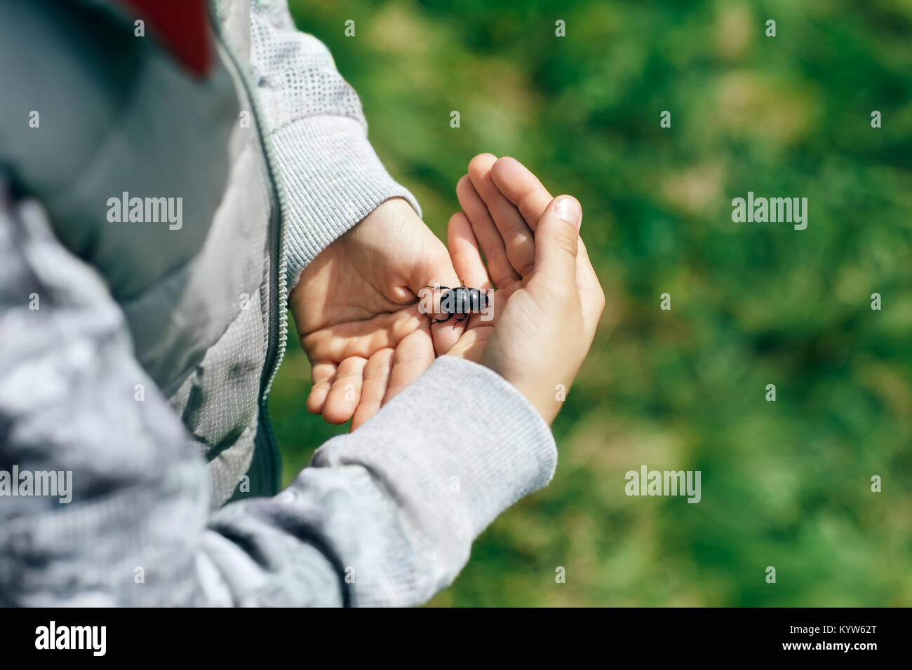 Junge hält Käfer in seiner Hand gefangen, close-up. Große glänzende schwarze Käfer kriecht, an der Handfläche. Baby sanft Holding Maybug Stockfoto