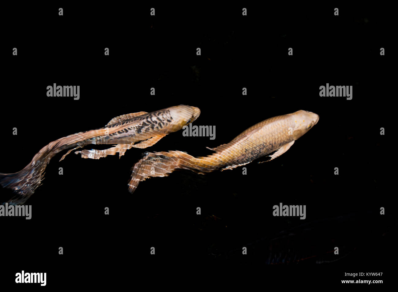 Fisch im teich Fotos und Bildmaterial in hoher Auflösung Alamy