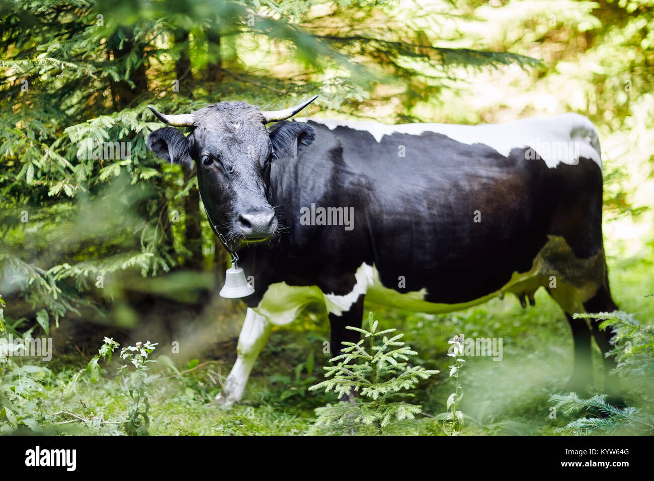 Kuh mit Glocke im Wald Dickicht, close-up. Die gehörnten Haustier war im Wald verloren Stockfoto