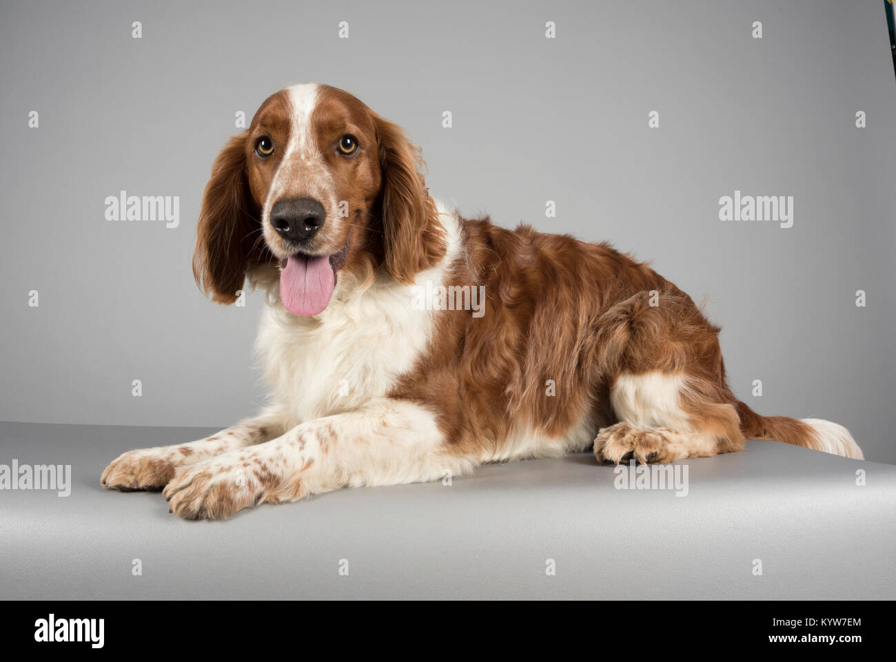 Welsh Springer Spaniel (3.5 Jahre alt) fotografiert in Großbritannien. Stockfoto