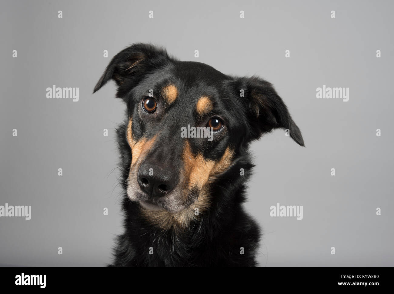 Porträt eines Haustierhundes (Neuseeland, Huntaway, Hündin, 3 Jahre) in Großbritannien Stockfoto