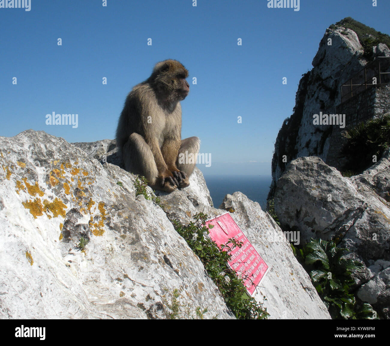 Barbary macaques, Gibraltar, Vereinigtes Königreich Stockfoto