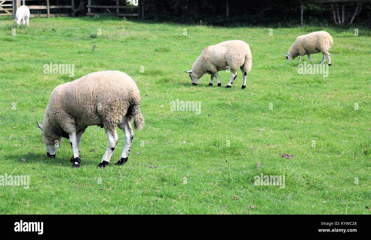 Schafe in einer Linie Beweidung in ein grünes Feld Stockfoto