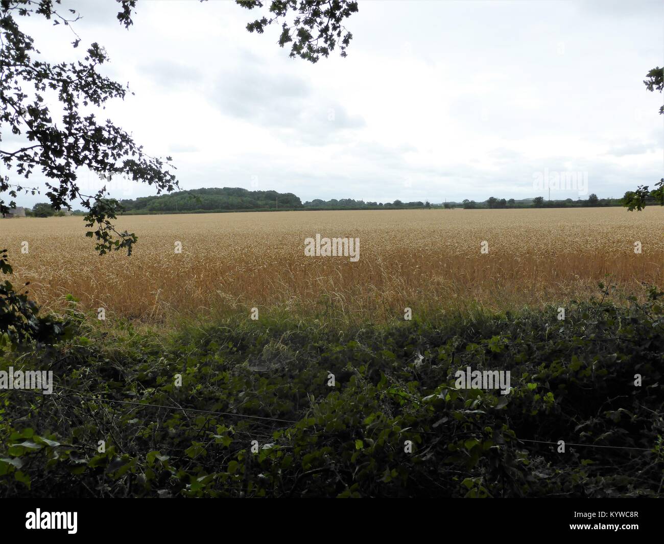 Blick durch die Bäume auf Weizen/Mais Feld mit Bäumen Stockfoto