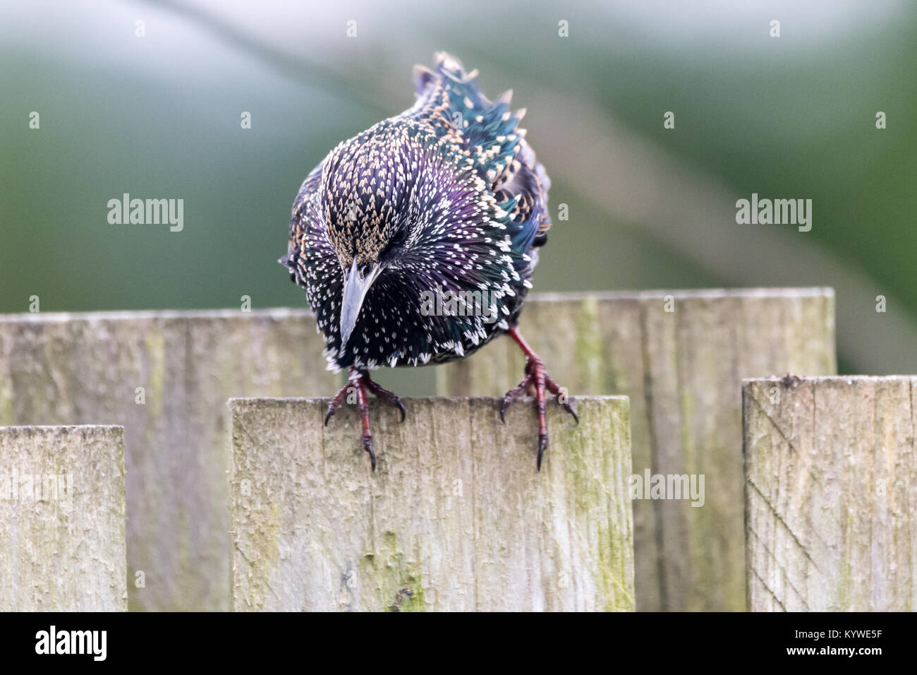 Ein Star (Sturnus vulgaris) auf einem Zaun thront. Credit: Ian Jones/Alamy leben Nachrichten Stockfoto