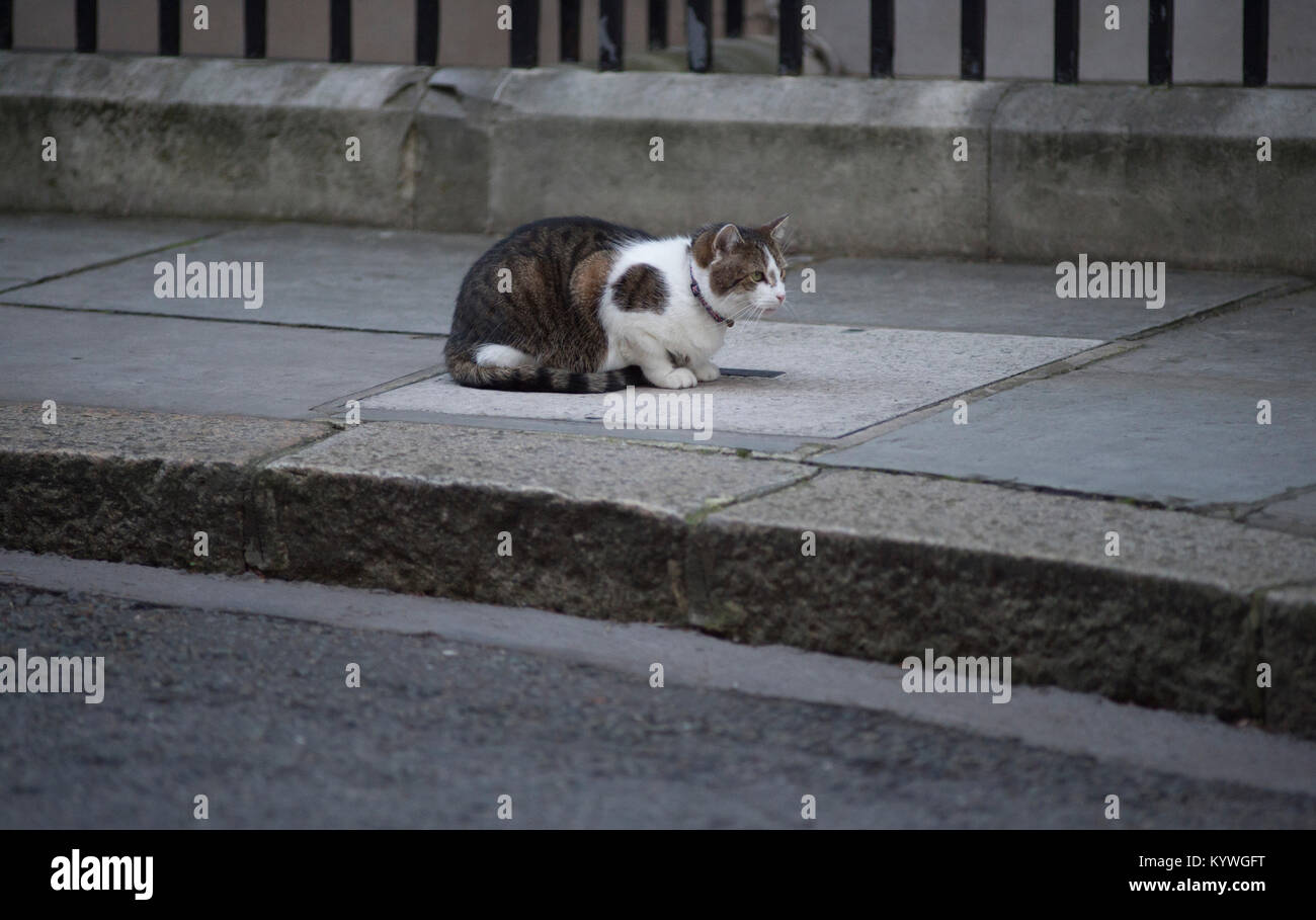 Downing Street, London, UK. 16 Jan, 2018. Minister der Regierung in Downing Street für die wöchentliche Kabinettssitzung. Larry die Katze Blätter Nr. 10 und entspannt auf der Downing Street Pflaster. Credit: Malcolm Park/Alamy Leben Nachrichten. Stockfoto